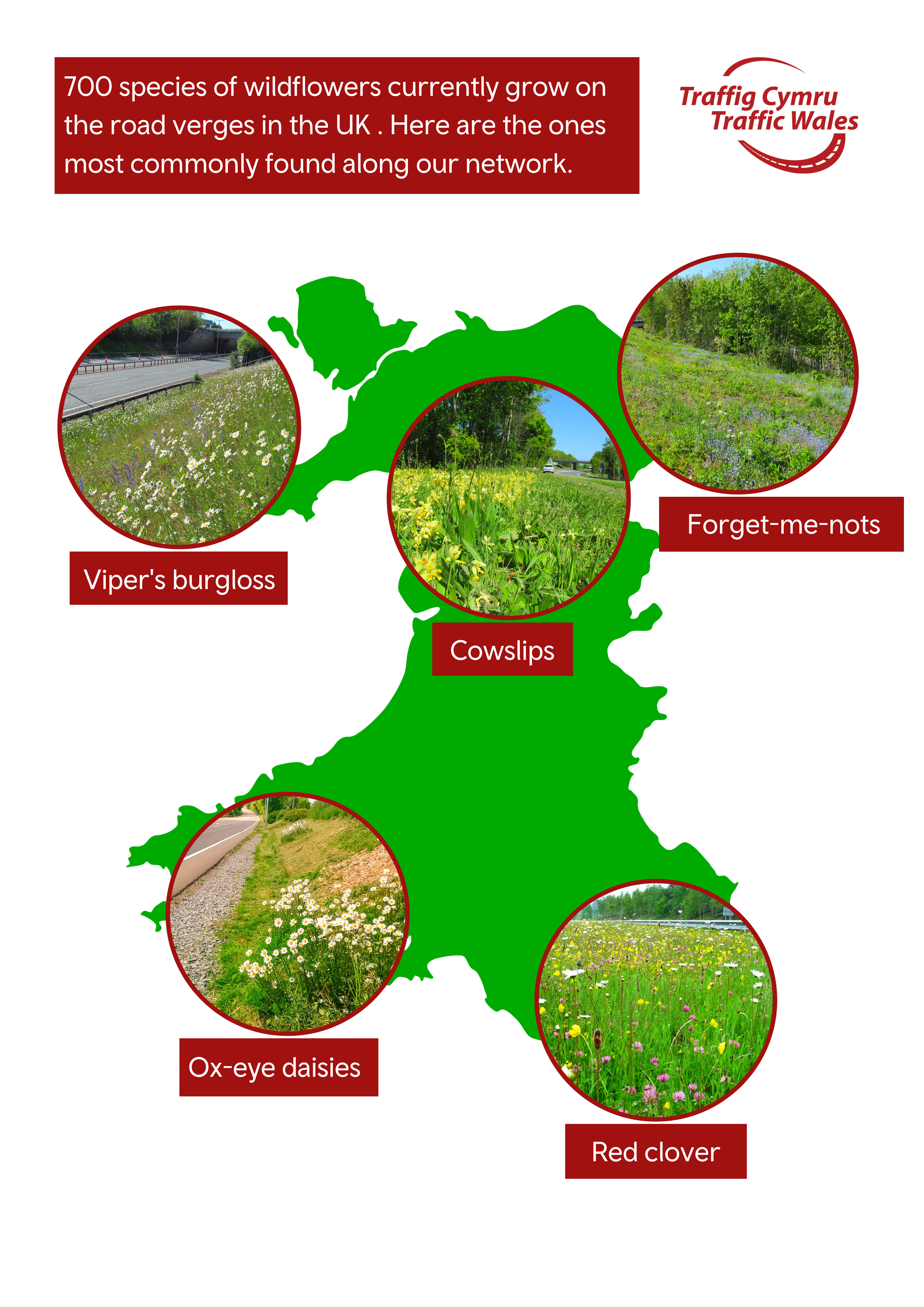 wildflower map