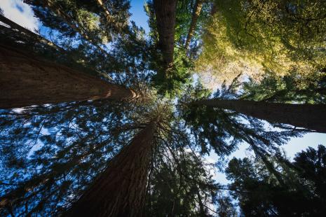 tree canopy view form the ground