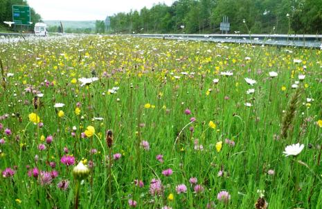 red clover, ox eye daisies and buttercups along the M4 motorway