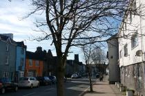 Street tree machynlleth